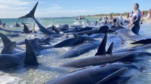 Over 100 Whales Saved from Beach in Australia!